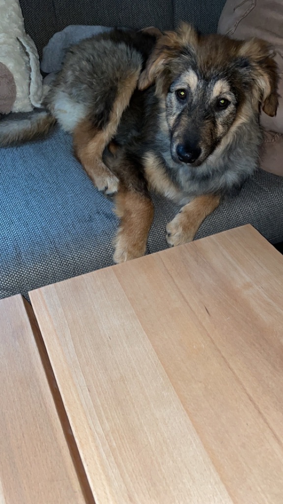 Mira Bracken Schäferhundmix.......