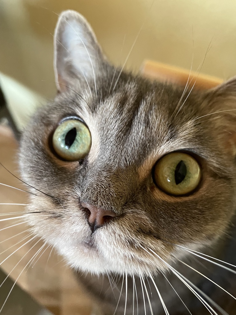 Kann man diesen Augen widerstehen