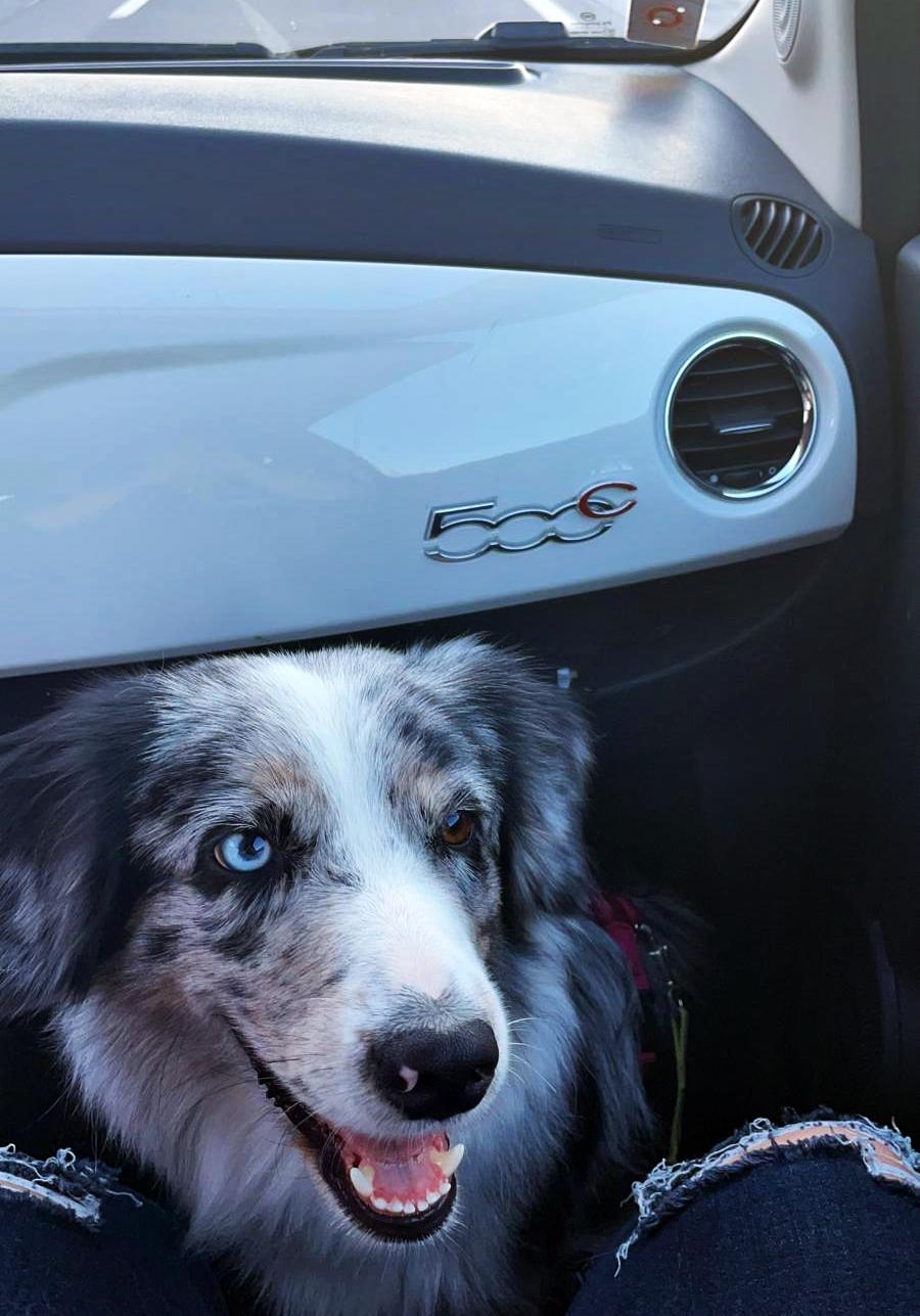 Tierische Cabriofahrt