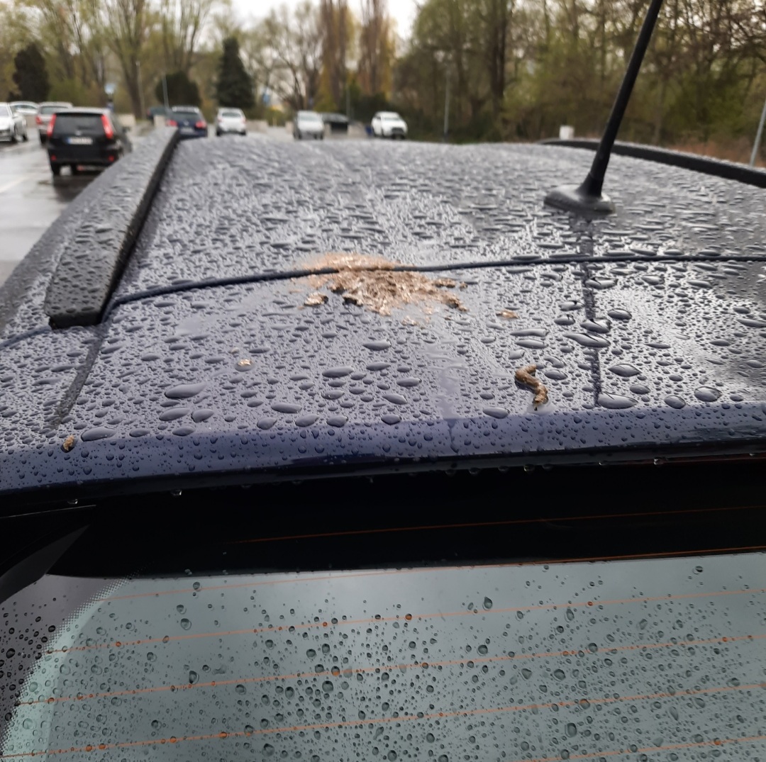 Was war das für ein Vogel?!