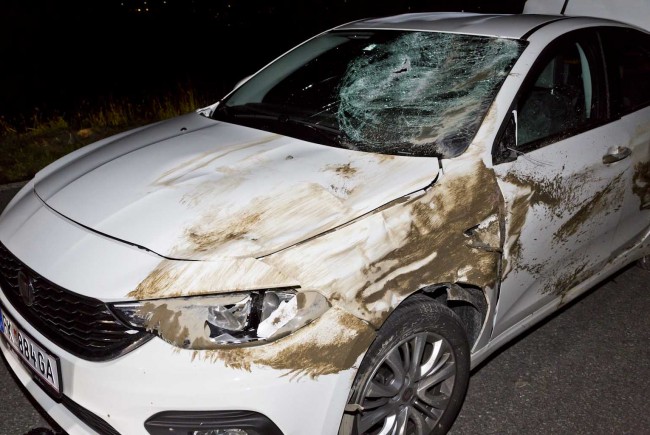 Wildunfall in Vorarlberg