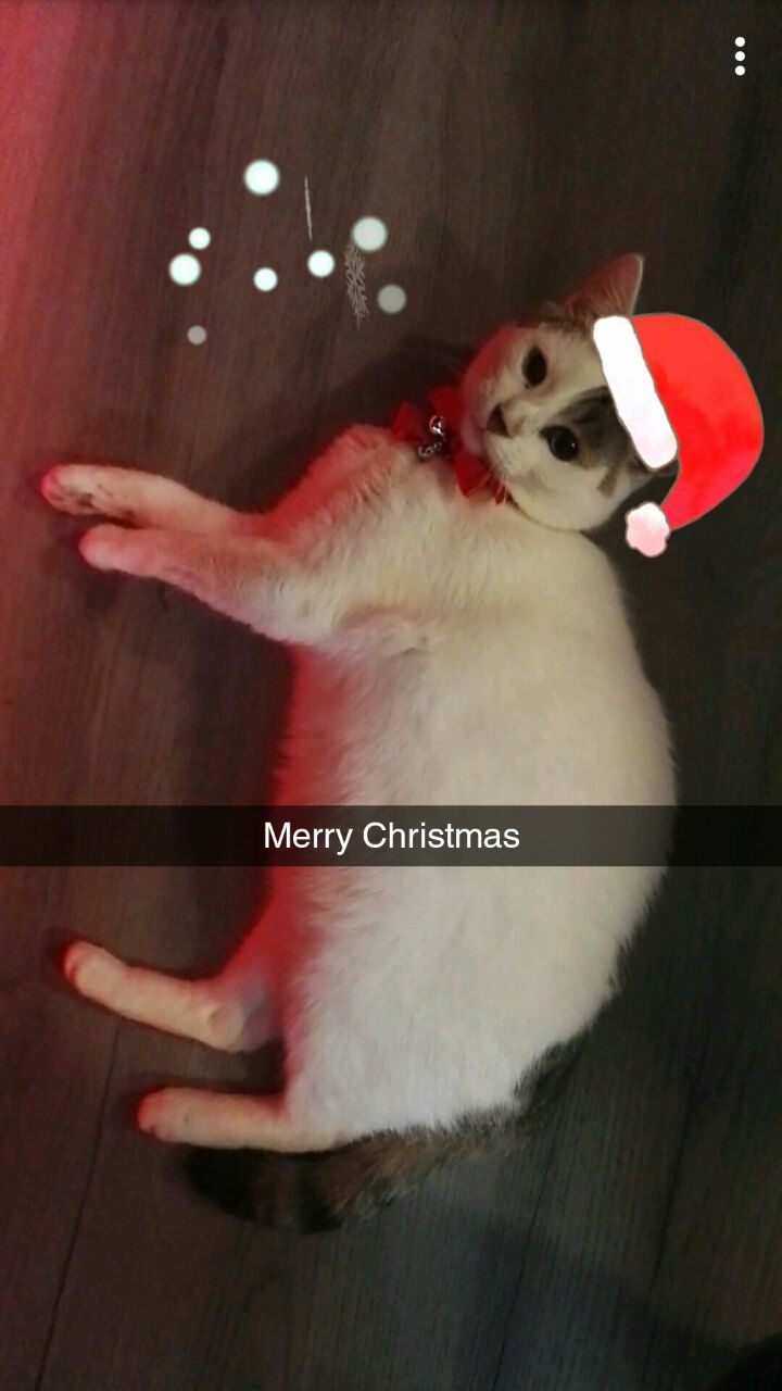 Unser Hauskater im Weihnachtsfieber