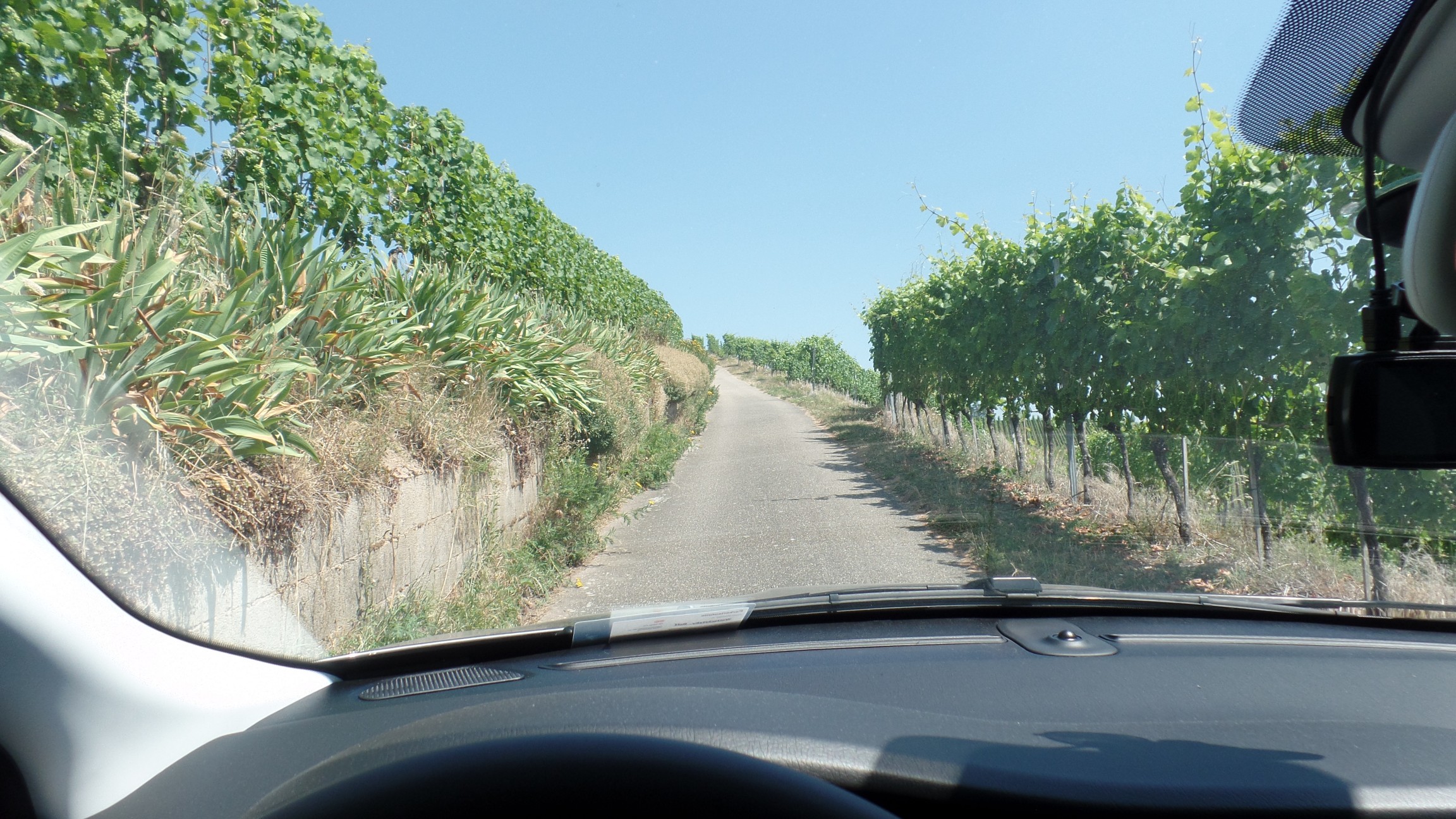Der Tipo und die Weinberge über Durbach