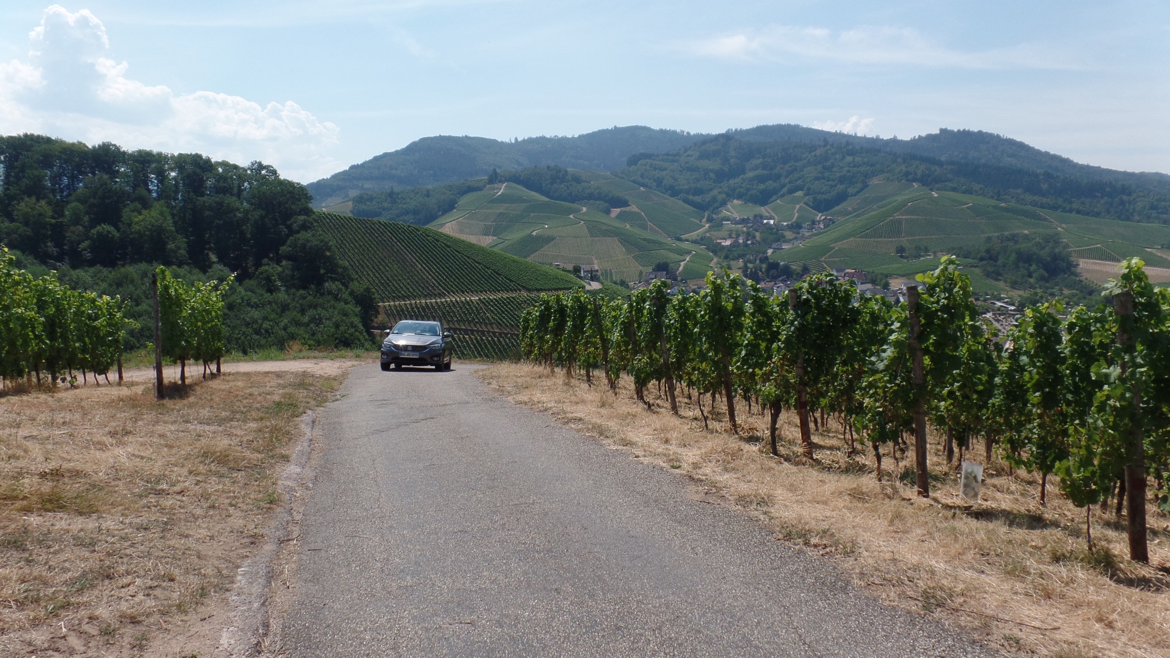 Der Tipo und die Weinberge über Durbach