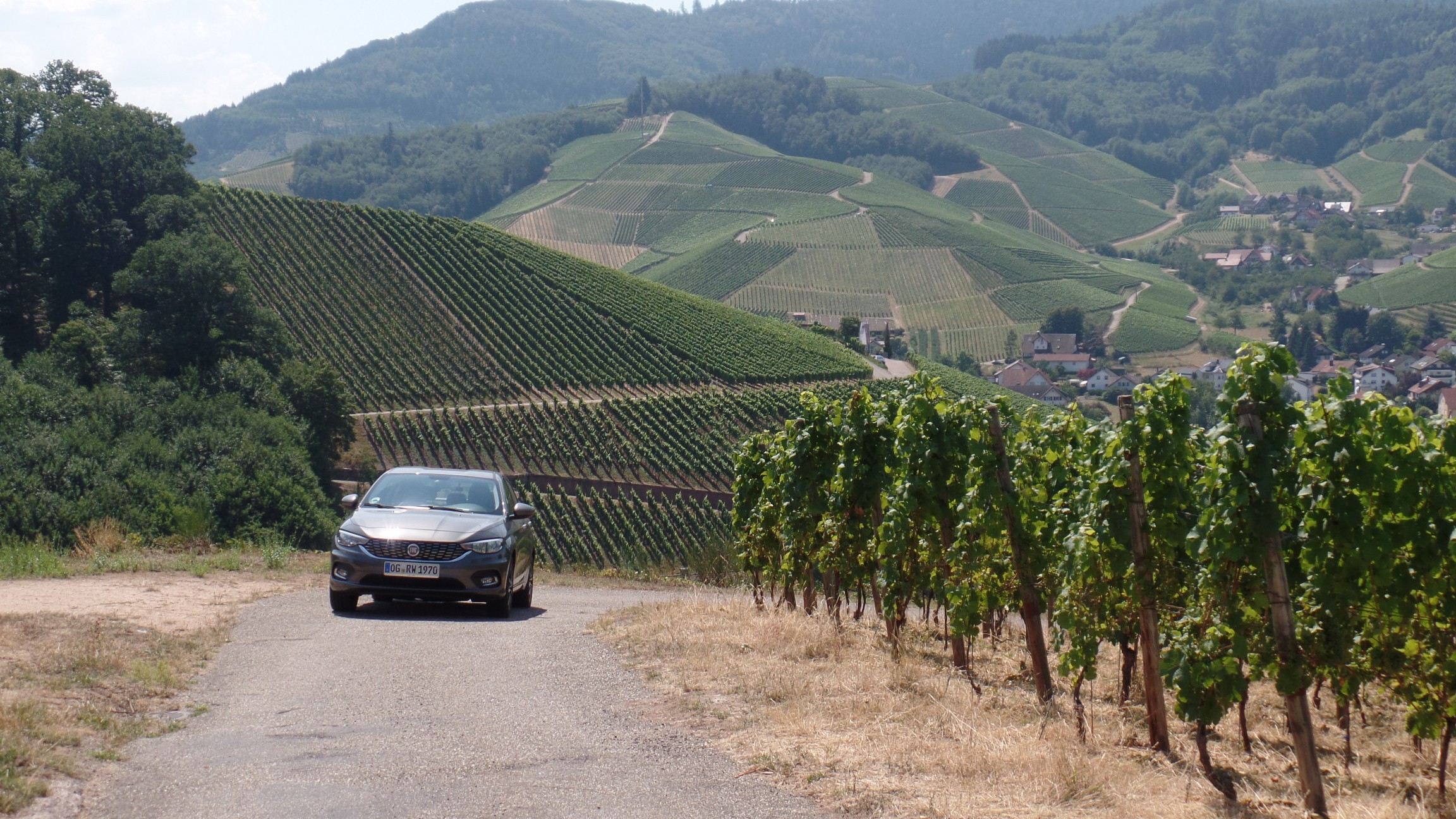 Der Tipo und die Weinberge über Durbach