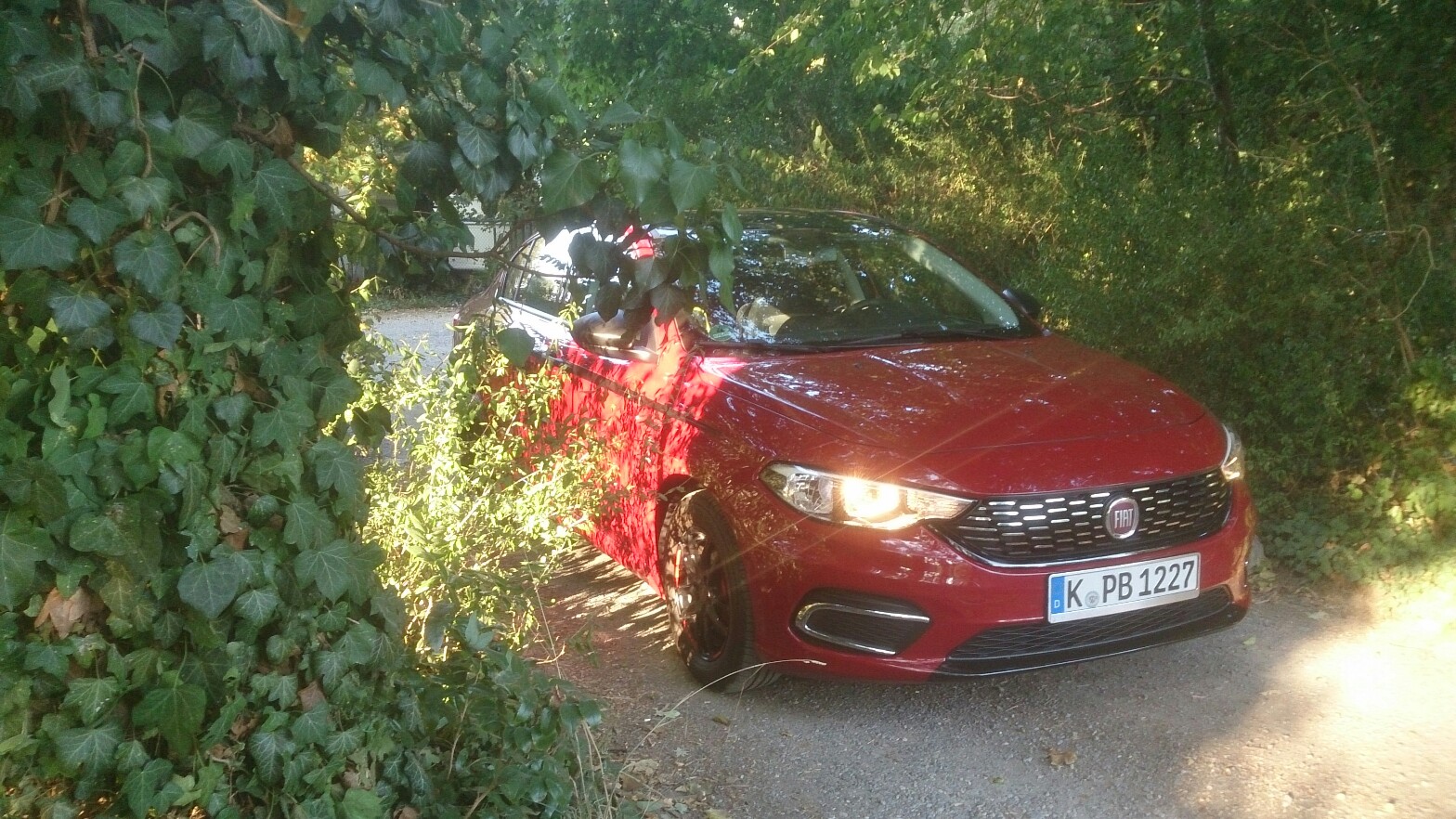 Morgendliche Waldbesichtigung