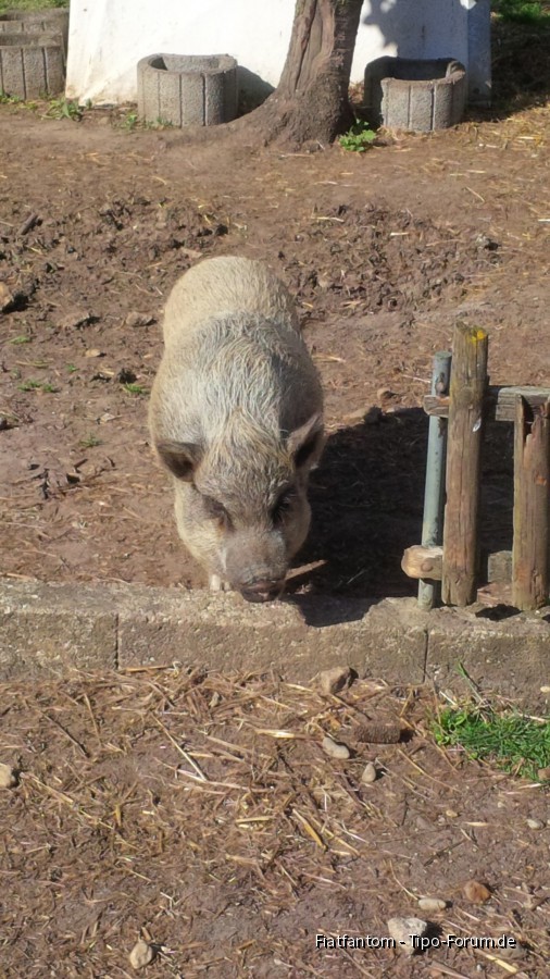 Unsere Hängebauchschweine