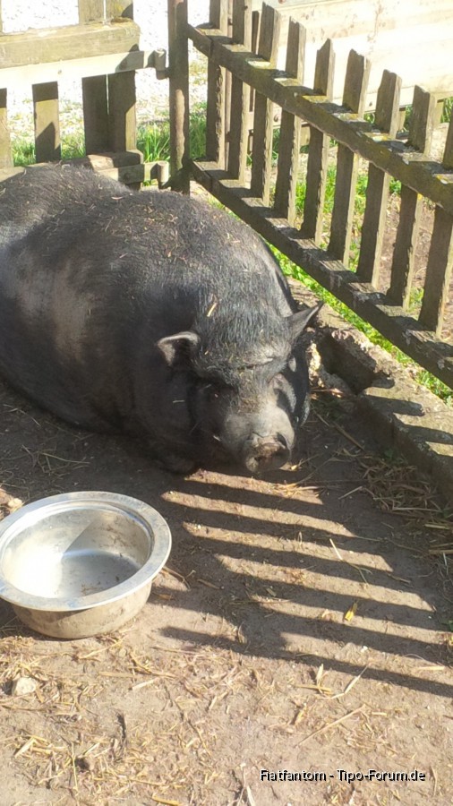 Unsere Hängebauchschweine