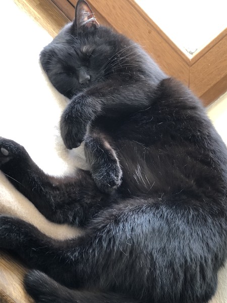 Unsere 4 Katzen Tabby,Lucie,Meily und Kater Felix