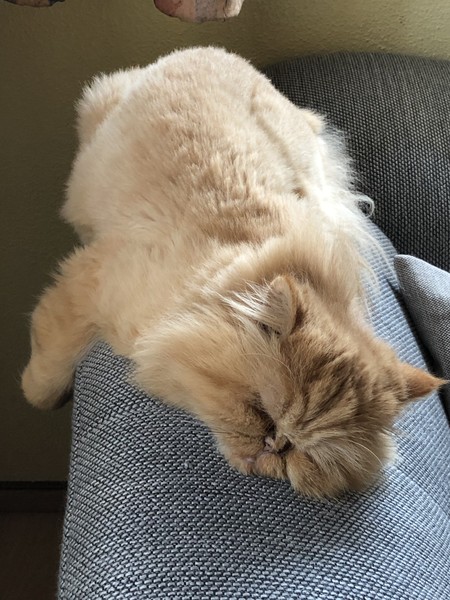 Unsere 4 Katzen Tabby,Lucie,Meily und Kater Felix