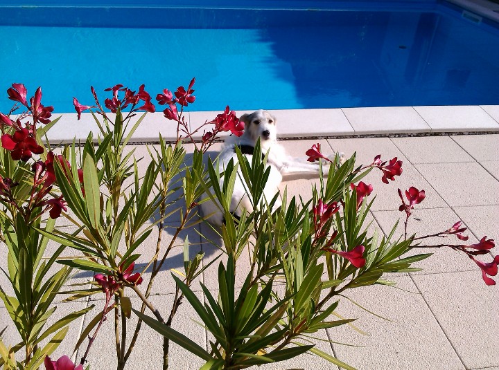 Mein Zottelschatz Kira beim Sonnenbaden