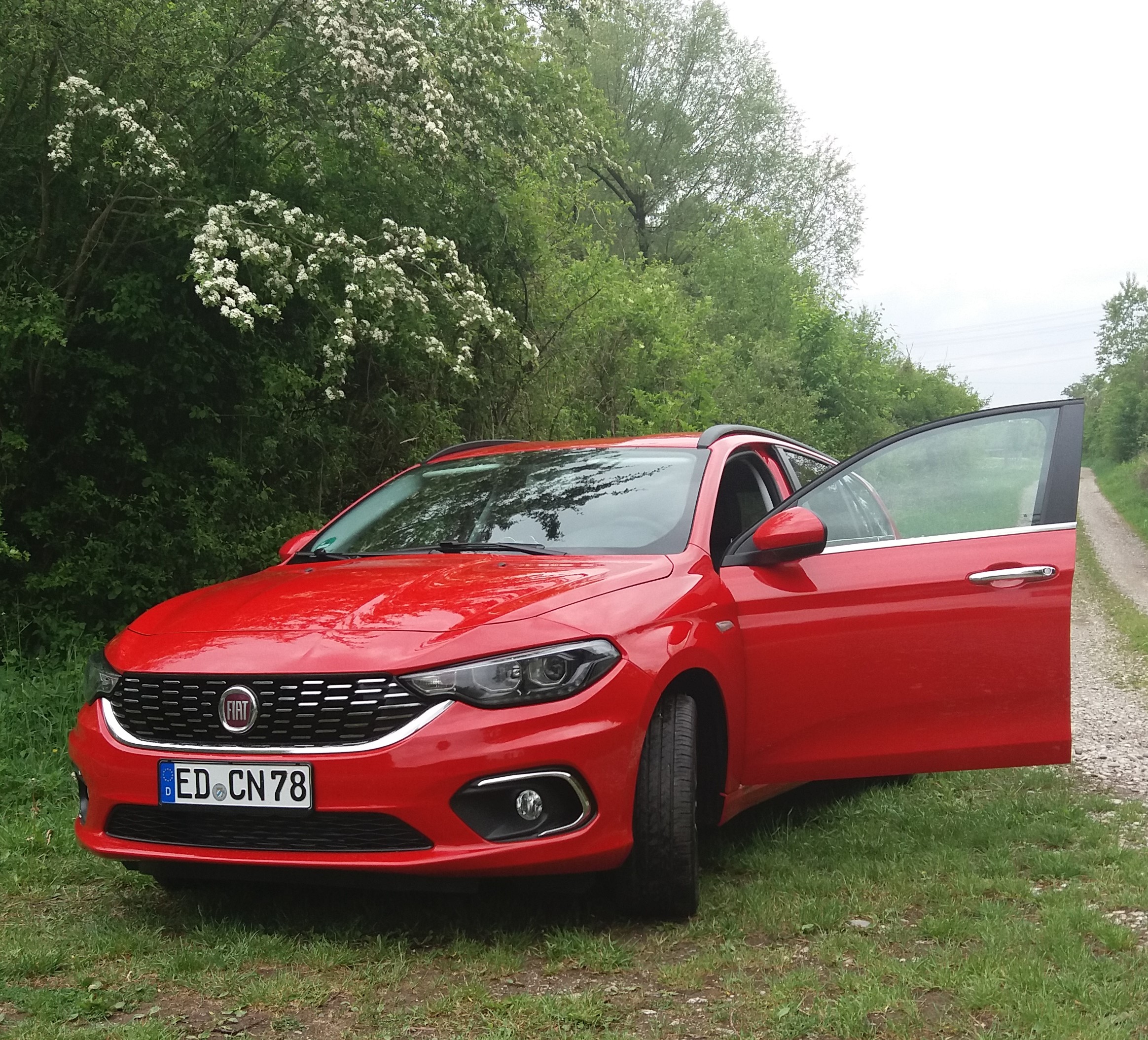 Tipo in freier Wildbahn