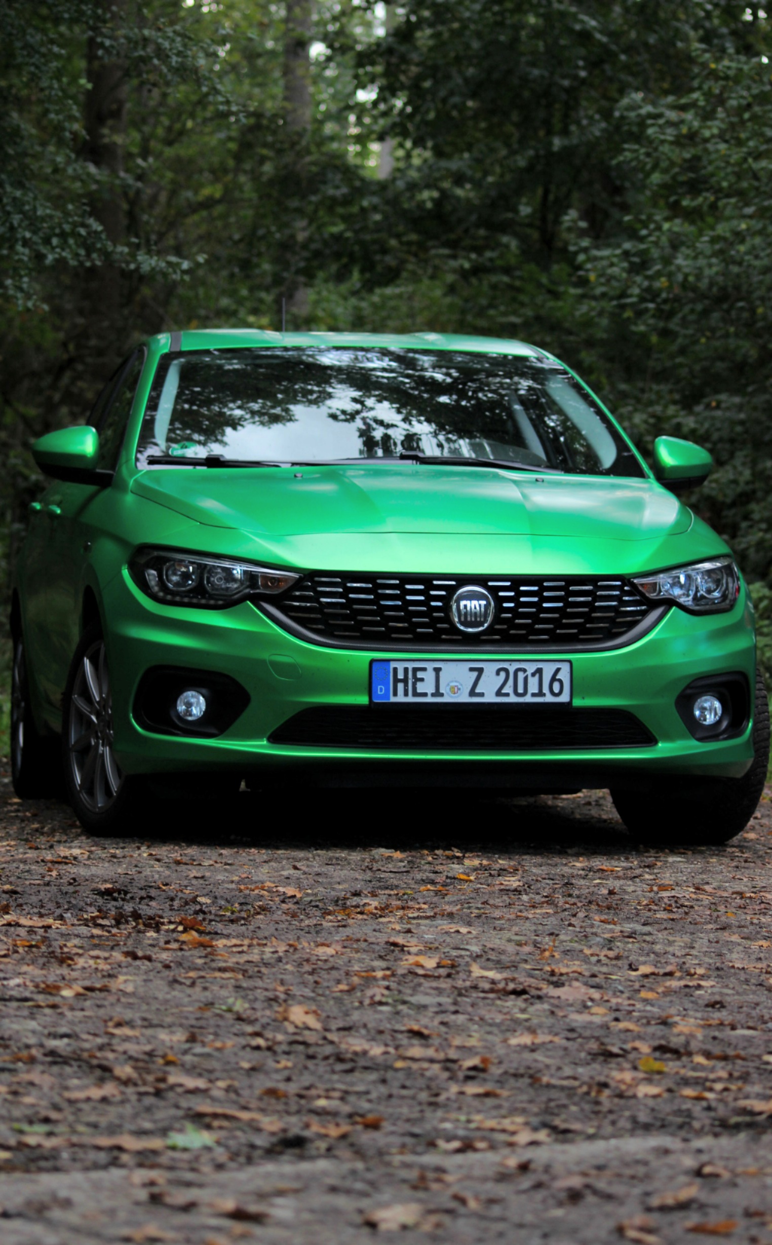 Grünspan Tipo in freier Wildbahn