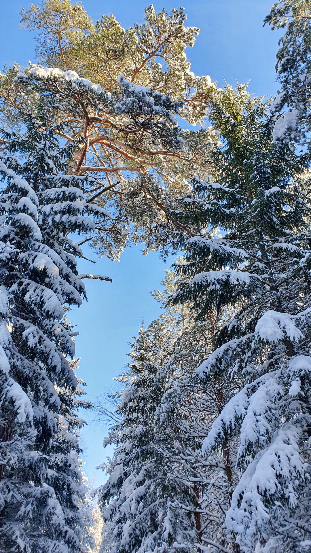 Winterspazierung in Südschweden