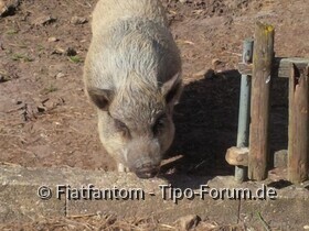 Unsere Hängebauchschweine