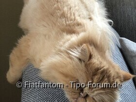 Unsere 4 Katzen Tabby,Lucie,Meily und Kater Felix