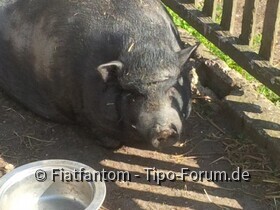 Unsere Hängebauchschweine