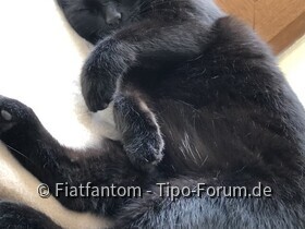 Unsere 4 Katzen Tabby,Lucie,Meily und Kater Felix